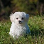 Gambar anjing maltese