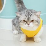 Gambar kucing munchkin berkaki pendek