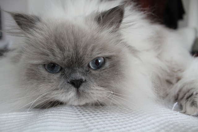 Kucing himalaya bermata biru