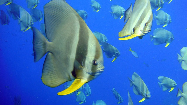 Gambar ikan manfish
