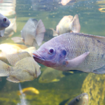 Cara Budidaya Ikan Nila, Ciri-Ciri, Jenis, & Umpannya (sumber: Hatchery International)