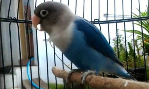 Lovebird Biru Mangsi (sumber: Harga Burung ID)
