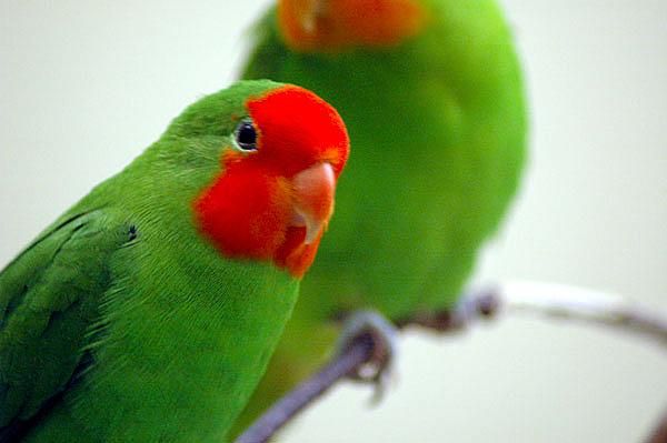 Lovebird Hijau Muka Merah (sumber: Hobi Burung)