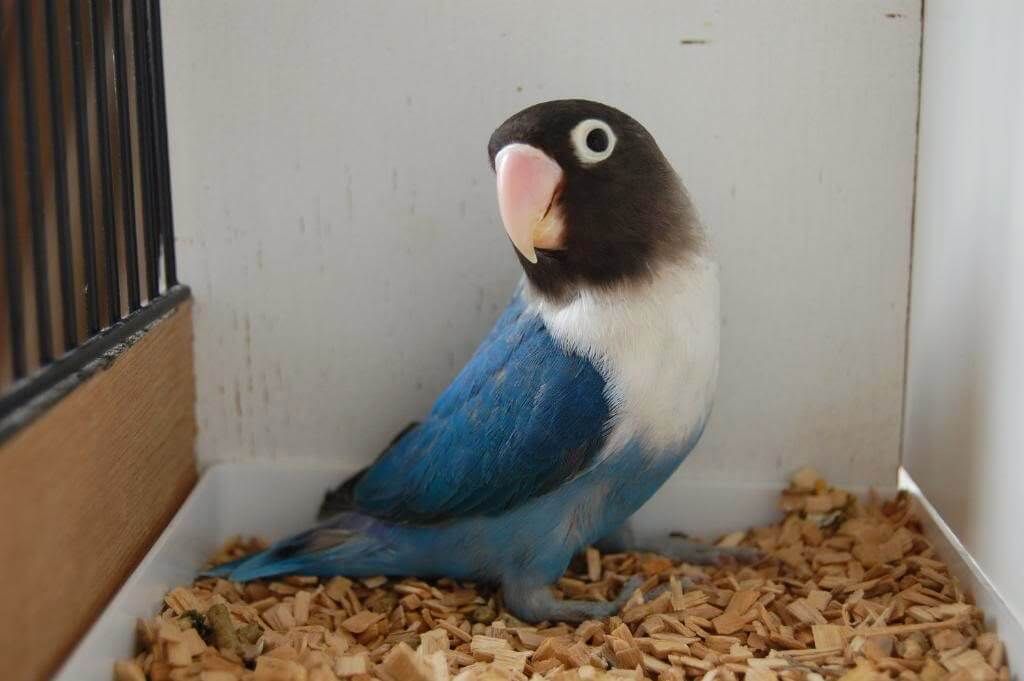 Lovebird Cobalt (sumber: Pinterest)