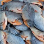Umpan Ikan Bawal Siang Hari (sumber - Kompas.com)