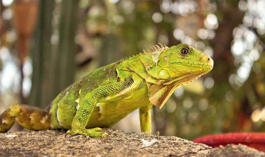 Iguana (sumber: Pexels)