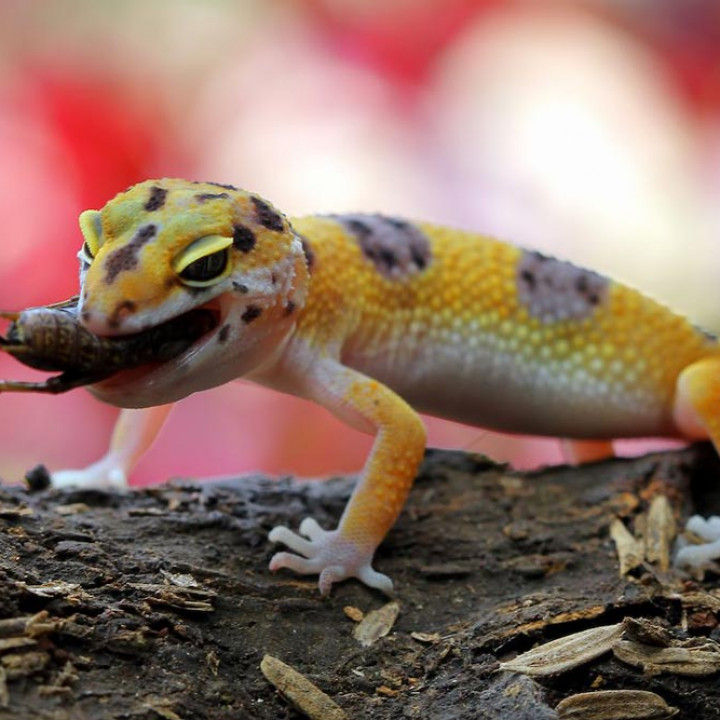 Makanan gecko