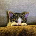 Steril Kucing (sumber: Pexels)