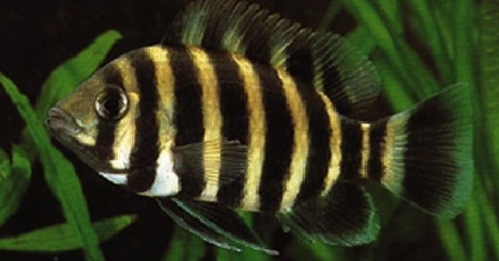 Ikan zebra tilapia