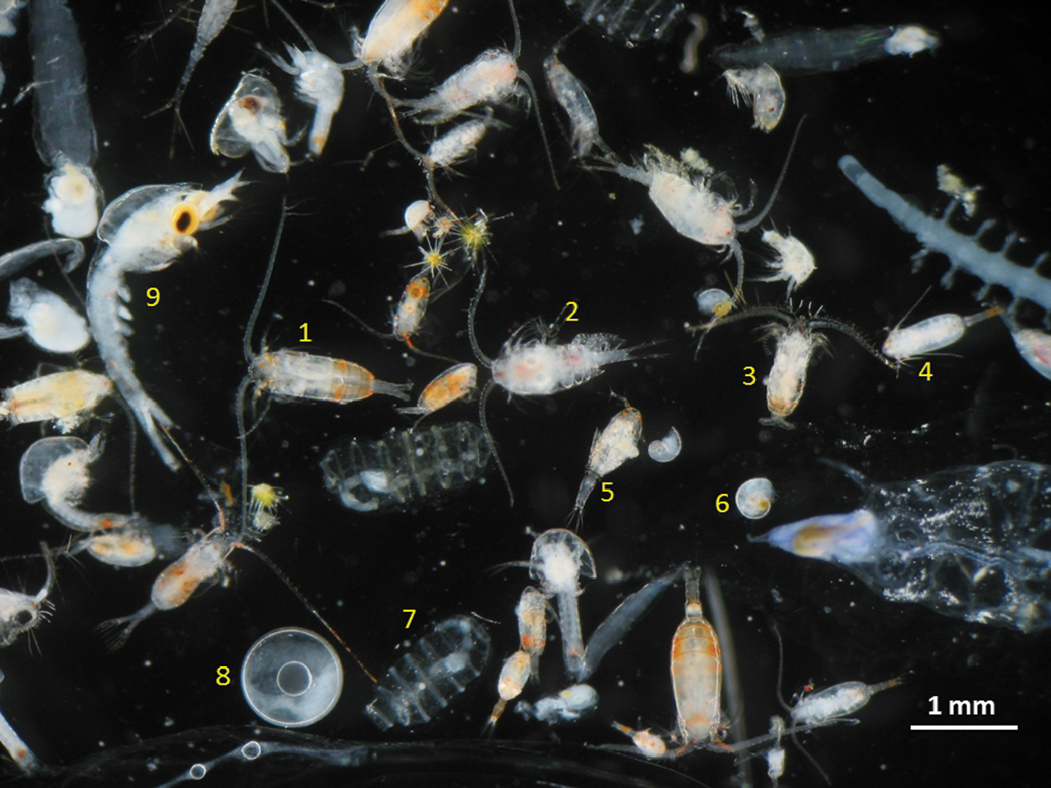 Zooplankton sebagai makanan ikan zebra (sumber: Wikipedia)