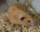 Ciri-Ciri Hamster Anggora