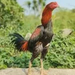 Cara Melatih Ayam Bangkok dari Kecil