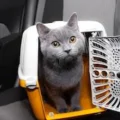 Cara Mengirim Kucing ke Luar Kota