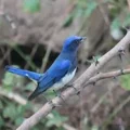 Makanan Burung Selendang Biru